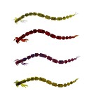 Westin BloodTeez Worm 7,5cm 6-pack