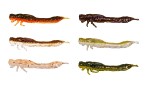 Westin Odonata Ned Creaturebait 4-pack 